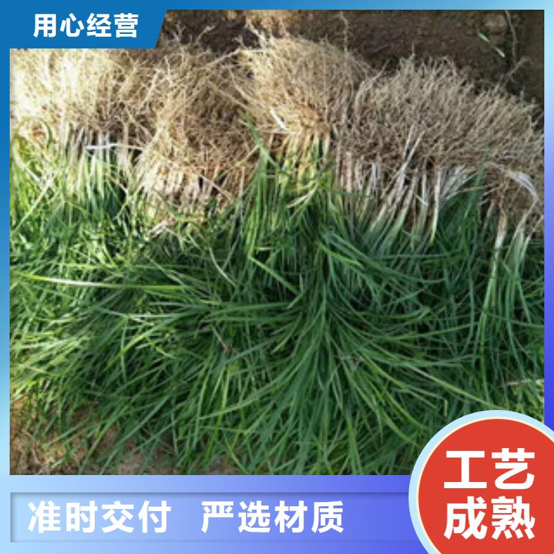 【花海景观】五一国庆草花批发质保一年