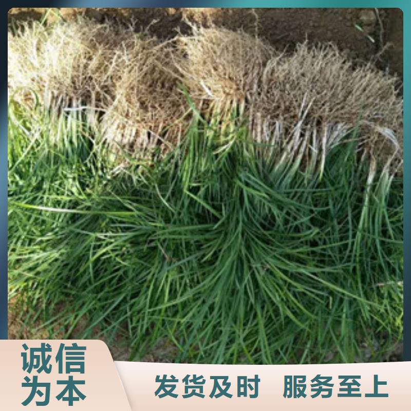 花海景观-花海景观工程厂家直销供货稳定