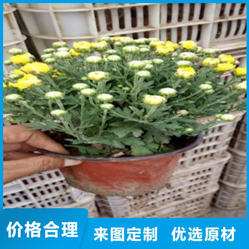 花海景观时令花卉/绿化草花价格质量为本