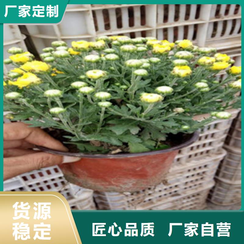 花海景观时令花卉/绿化草花价格质量为本