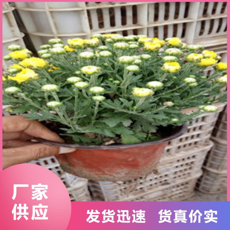 花海景观耐寒耐旱草花基地打造行业品质