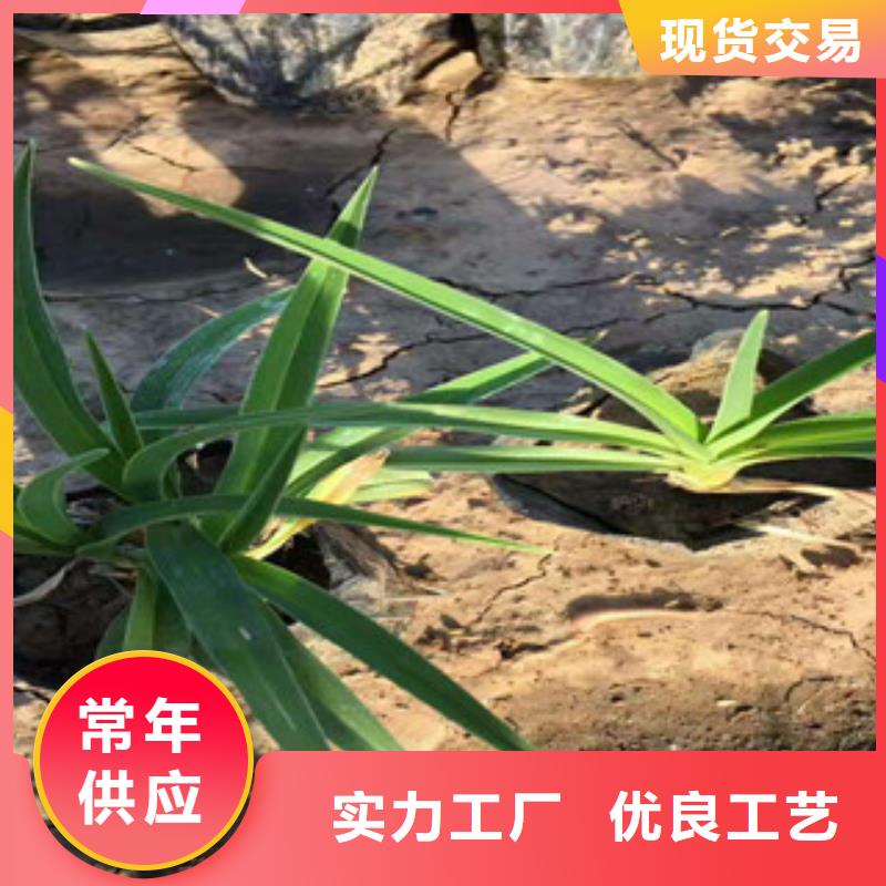 花海景观耐寒耐旱草花基地支持拿样