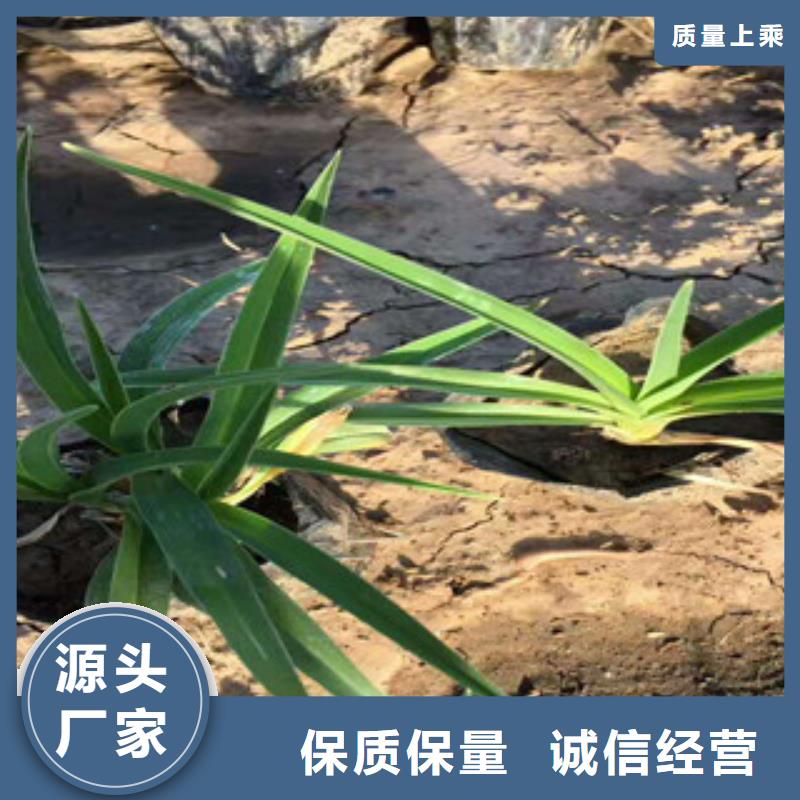 花海景观观赏草/蒲苇狼尾草材质实在