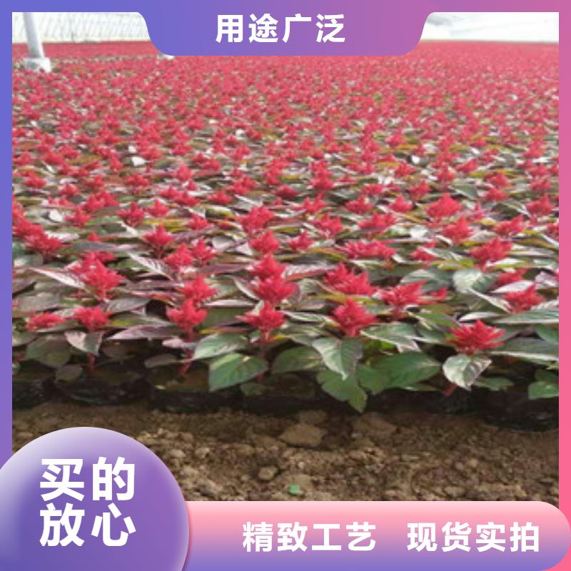 【花海景观】花海景观工程一站式采购商