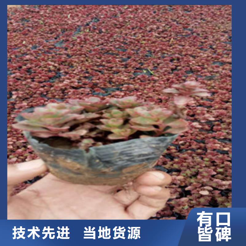 花海景观-花海景观工程厂家直销供货稳定