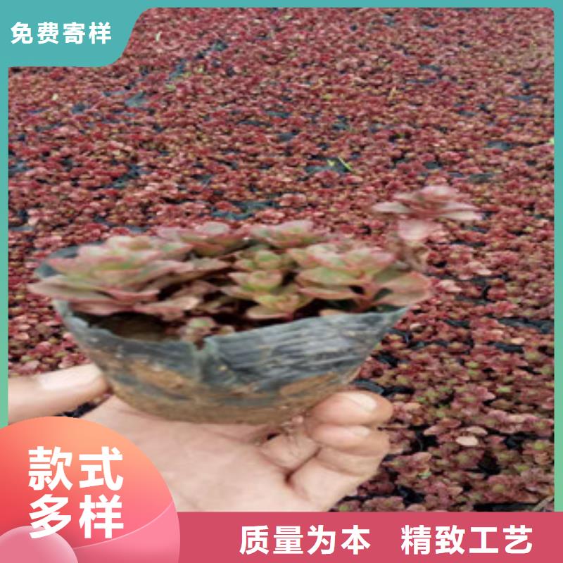 【花海景观】柳叶马鞭草/薰衣草放心购