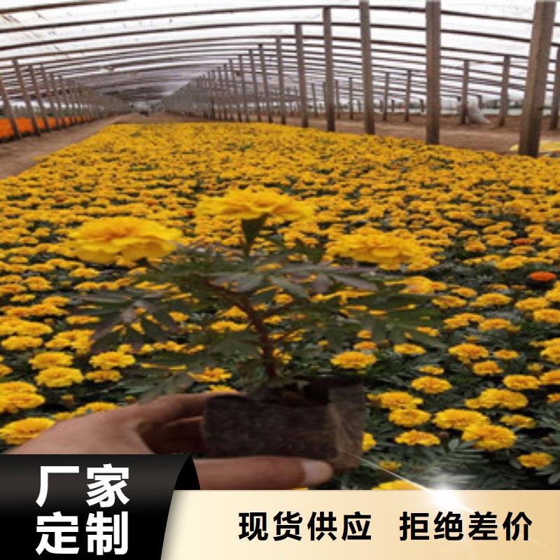 花海景观耐寒耐旱草花基地支持拿样