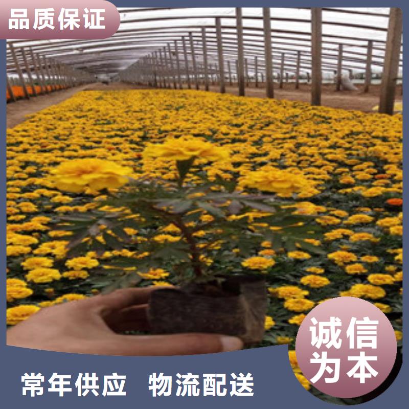 花海景观时令花卉/绿化草花价格质量为本