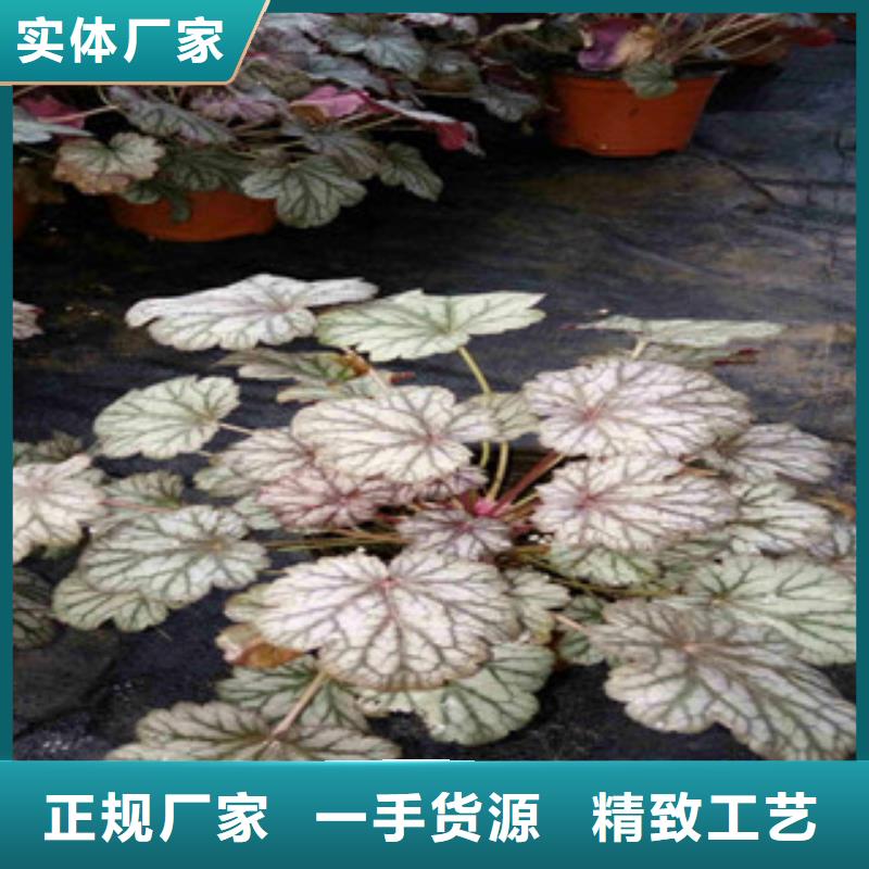 花海景观,鲁冰花/粉黛乱子草按需定做