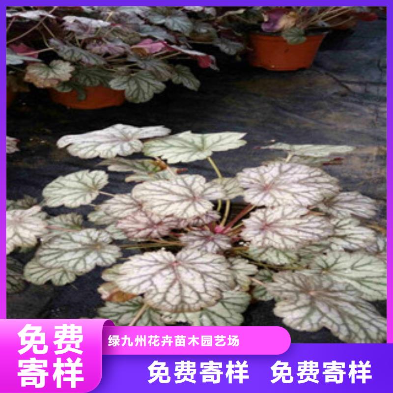 花海景观【水生植物/荷花睡莲】厂家自营