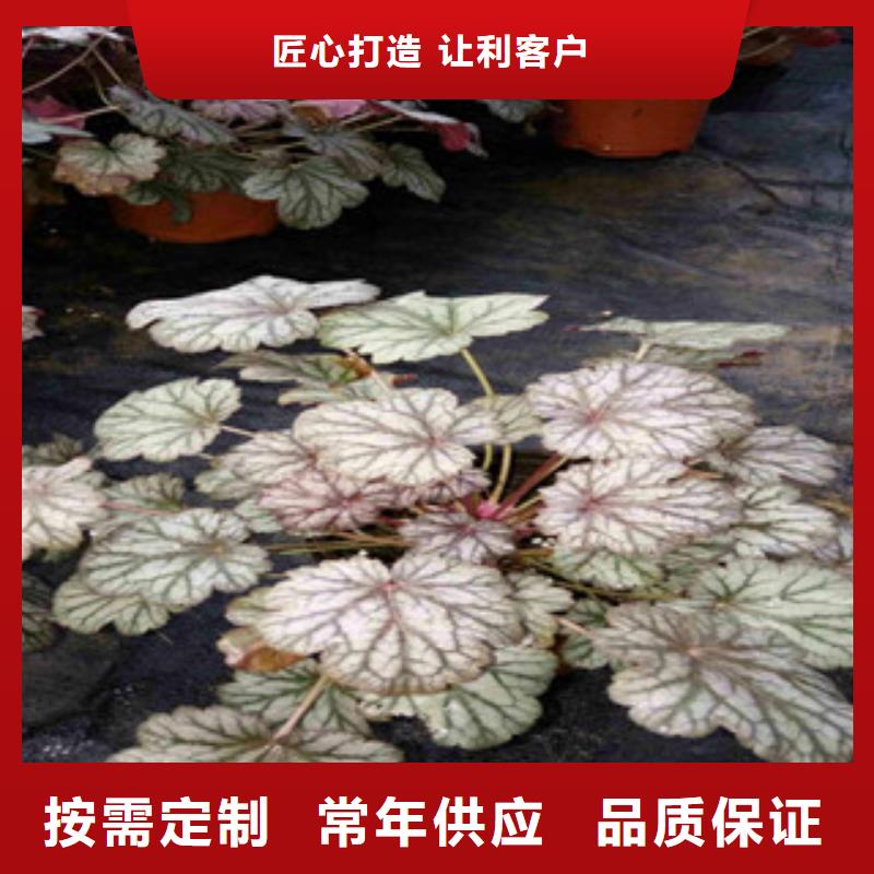 【花海景观】,时令花卉/绿化草花价格品牌大厂家