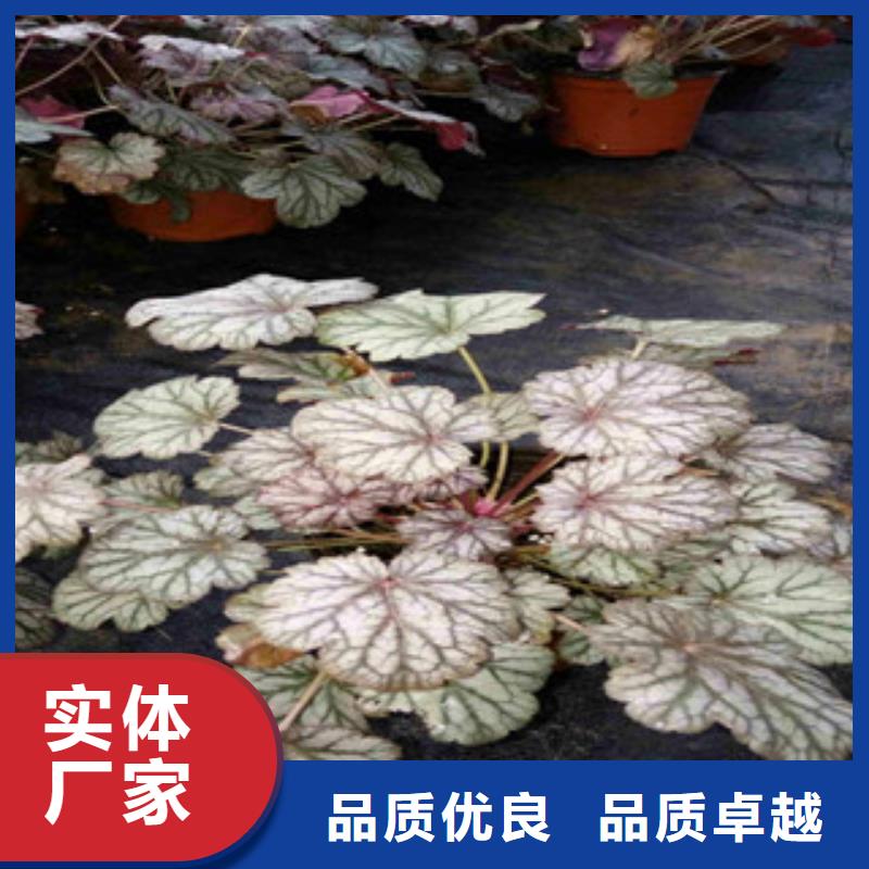 花海景观鲁冰花/粉黛乱子草严选用料