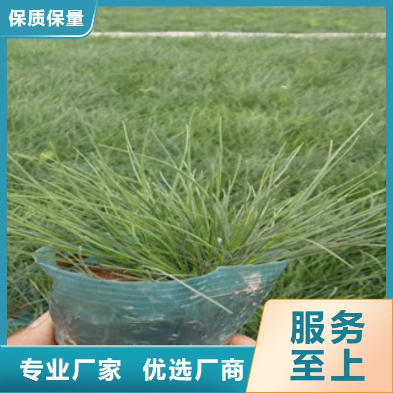 【花海景观】,水生植物/荷花睡莲源厂直销