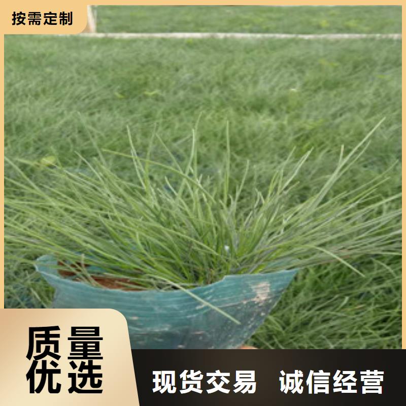 【花海景观水生植物/荷花睡莲一站式采购商家】