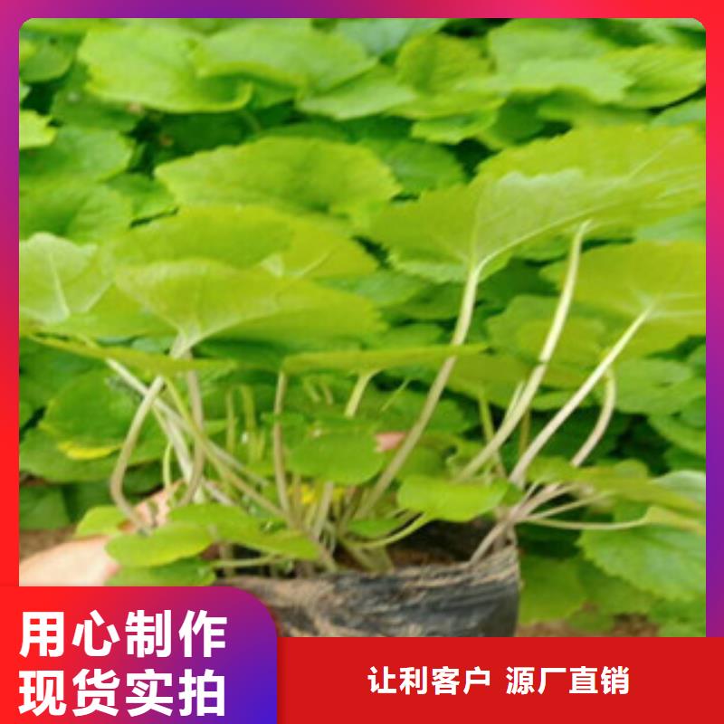 【花海景观-时令花卉/绿化草花价格实力雄厚品质保障】