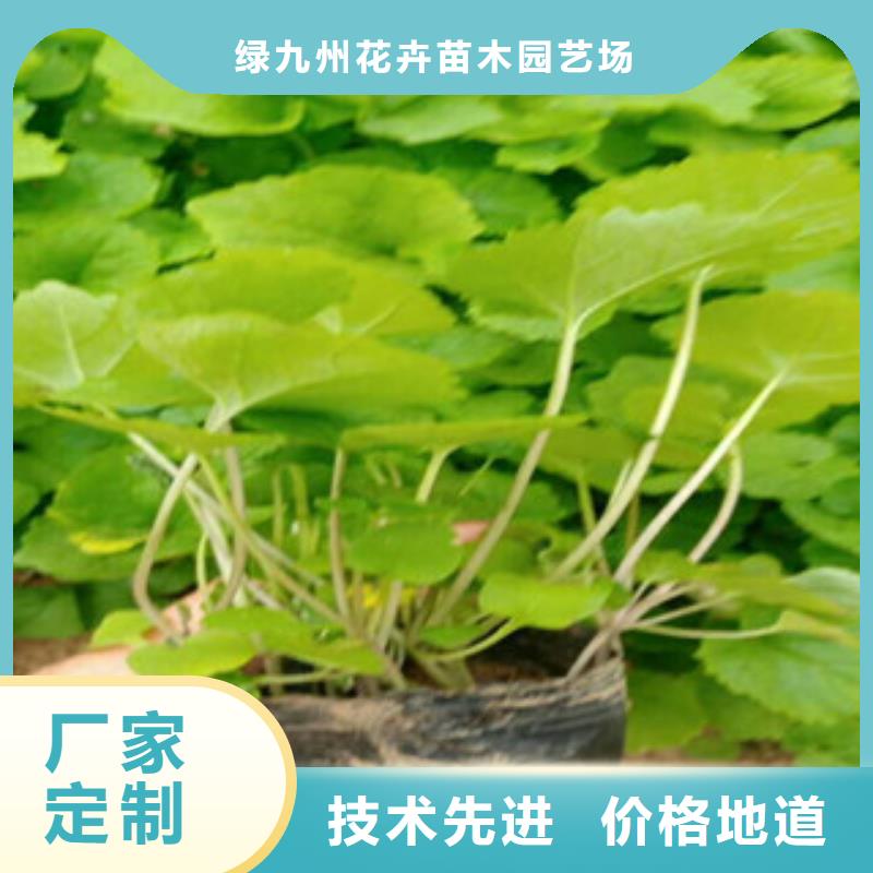 【花海景观】,时令花卉/绿化草花价格品牌大厂家