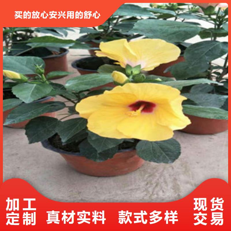 【花海景观-时令花卉/绿化草花价格实力雄厚品质保障】