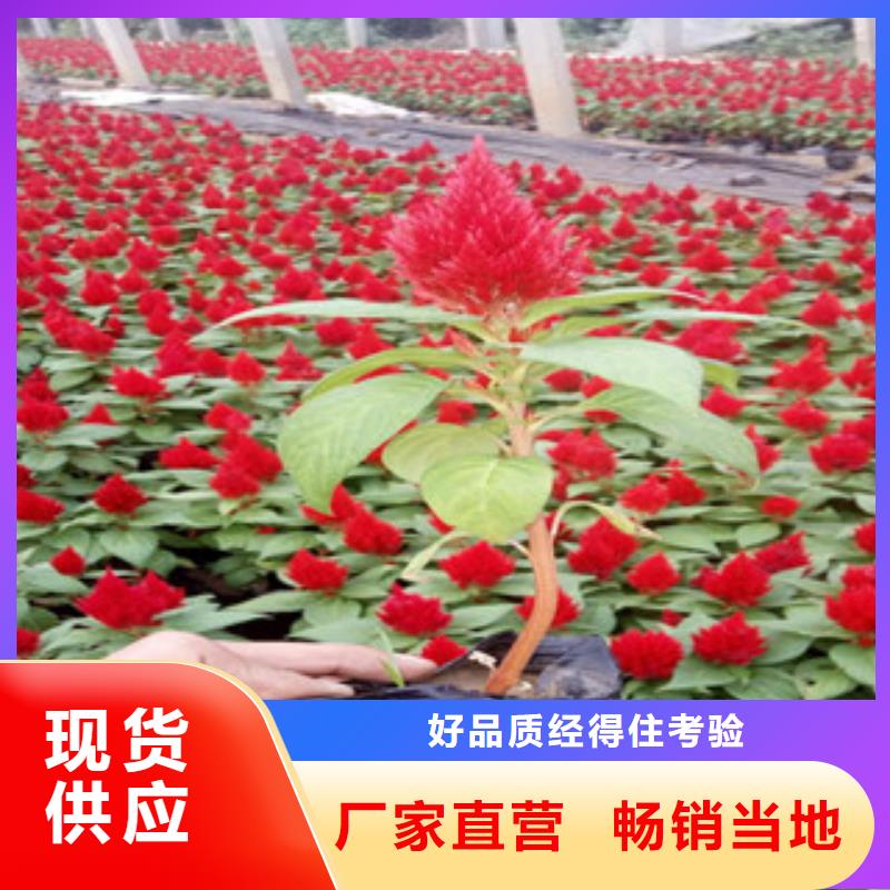 花海景观【五一国庆草花批发】真材实料