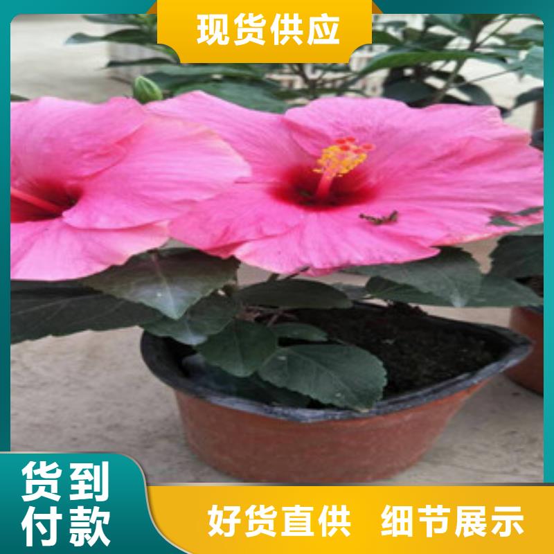 花海景观_耐寒耐旱草花基地省心又省钱