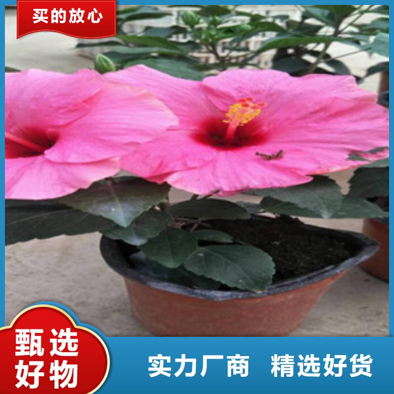 【花海景观时令花卉/绿化草花价格厂家经验丰富】