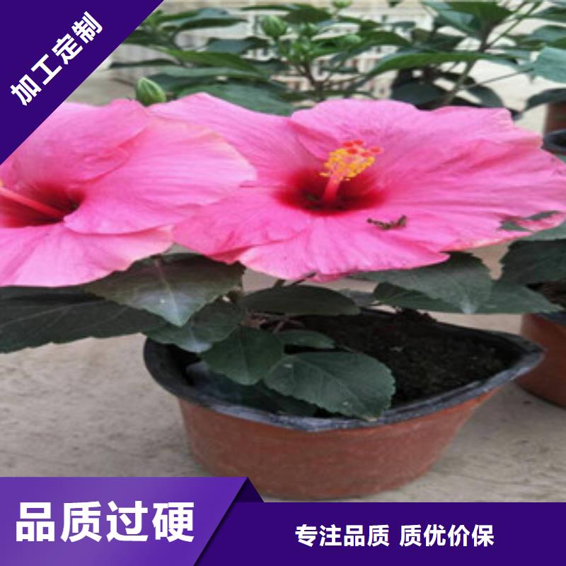 花海景观-花海景观工程厂家直销供货稳定