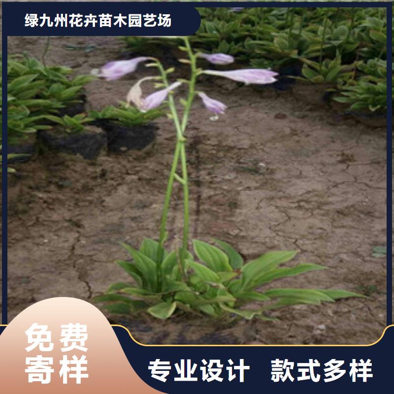 花海景观耐寒耐旱草花基地推荐厂家