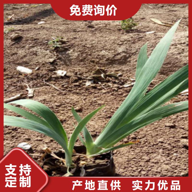 【花海景观耐寒耐旱草花基地0中间商差价】