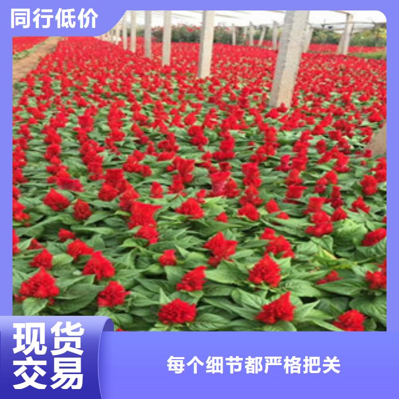 花海景观鲁冰花/粉黛乱子草严选用料