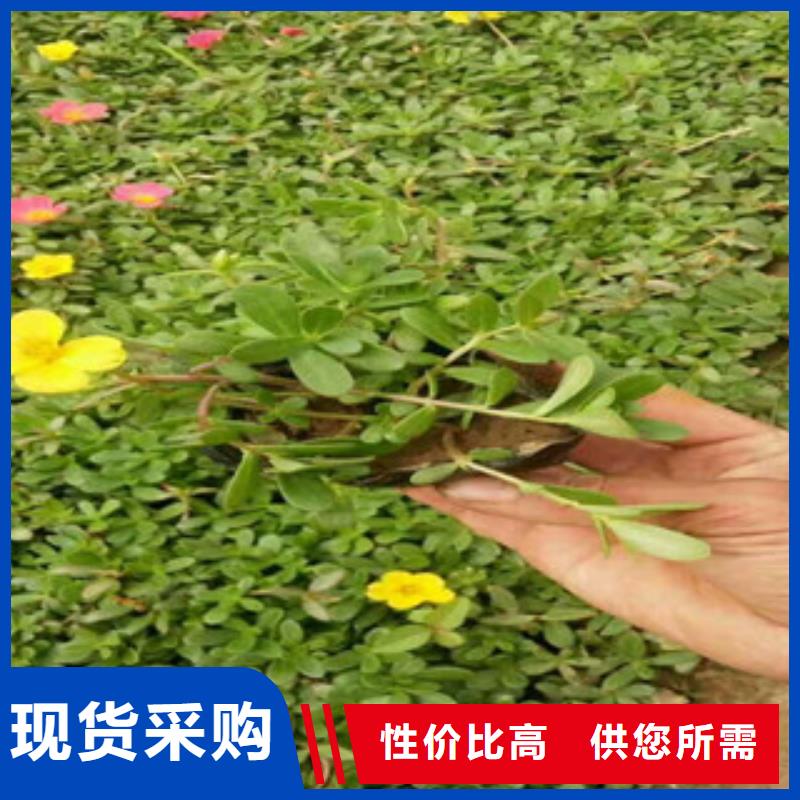 【花海景观-鲁冰花/粉黛乱子草好品质选我们】