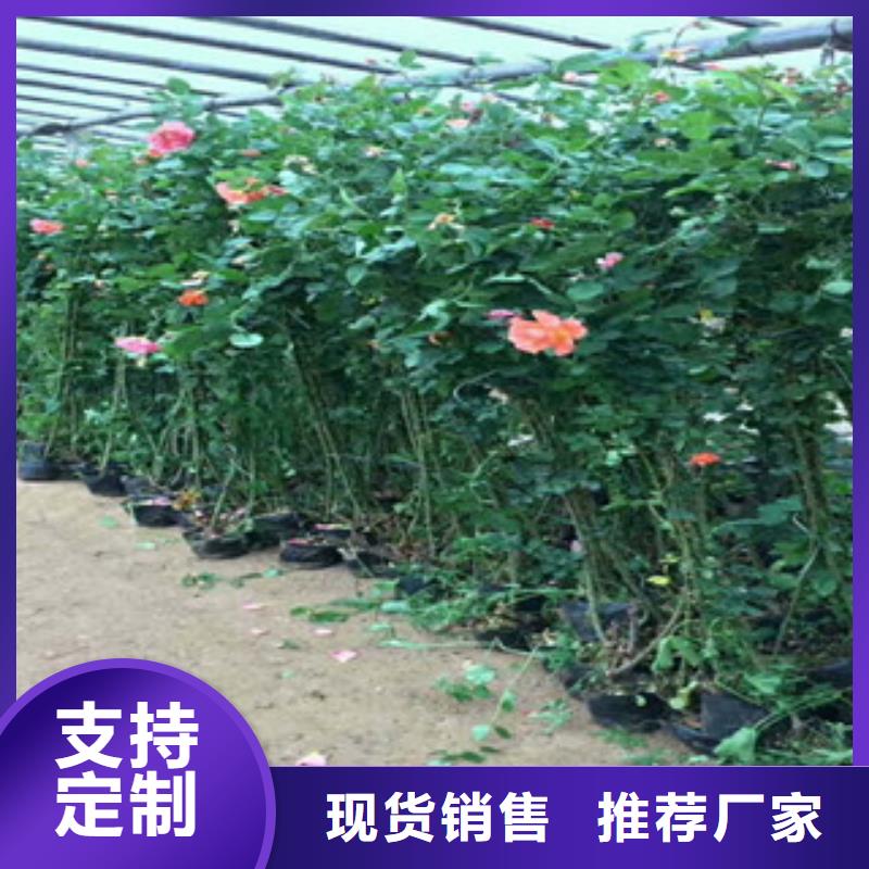 花海景观,鲁冰花/粉黛乱子草按需定做