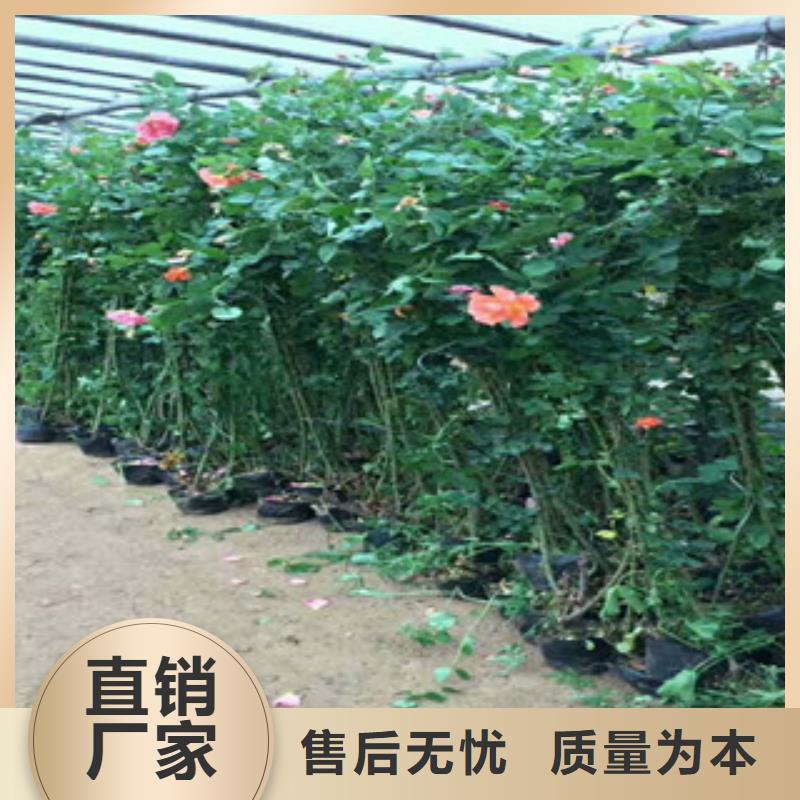 【花海景观花海景观工程安装简单】