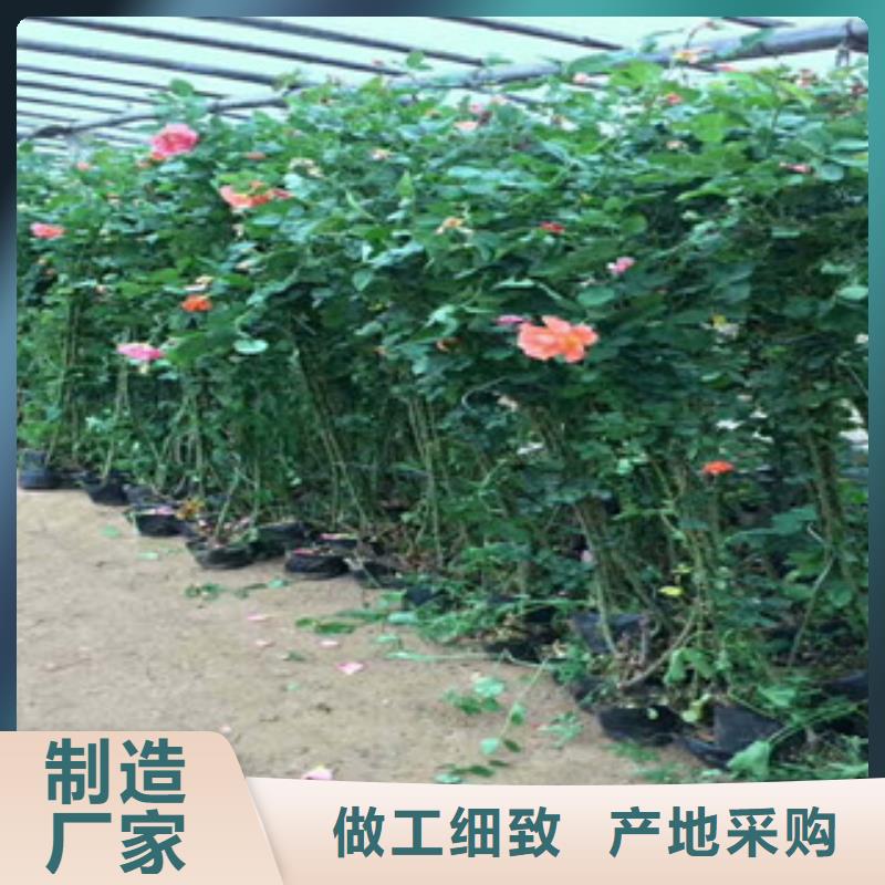 【花海景观鲁冰花/粉黛乱子草畅销本地】