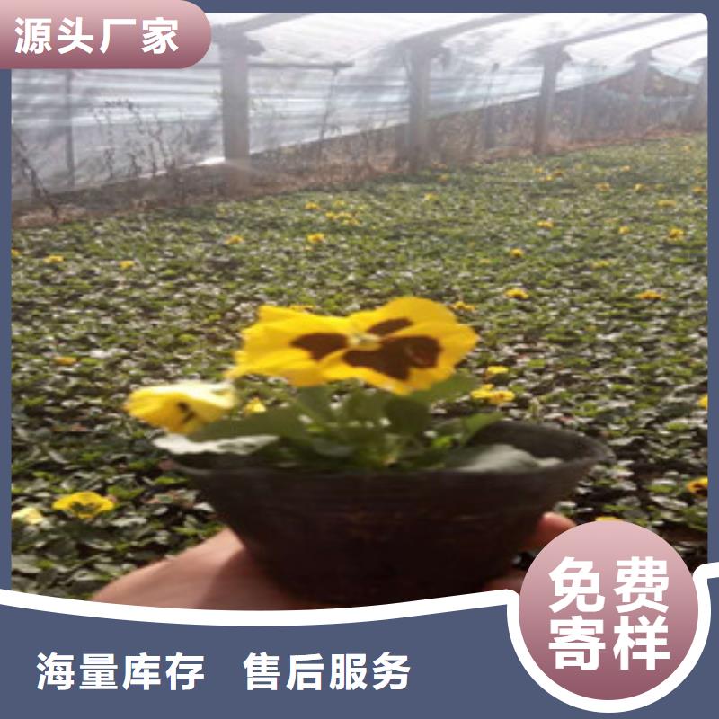 【花海景观-时令花卉/绿化草花价格实力雄厚品质保障】