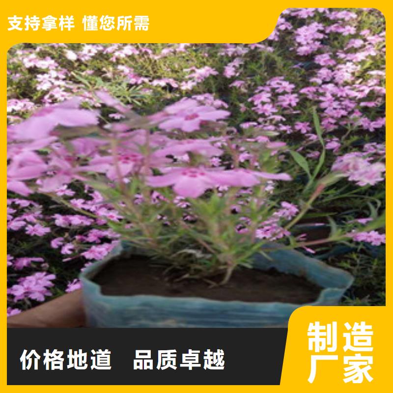 花海景观【时令花卉/绿化草花价格】工厂现货供应