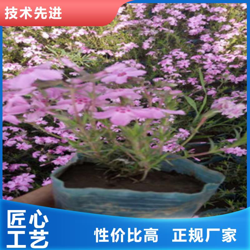 花海景观,【耐寒耐旱草花基地】今年新款