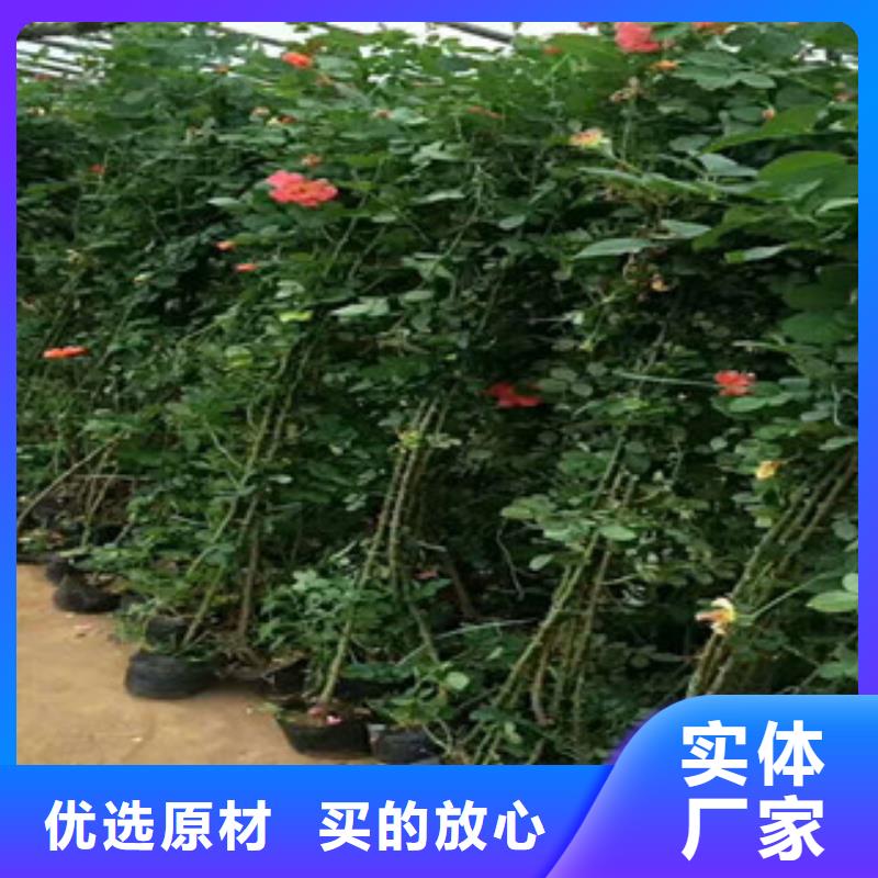 【花海景观】柳叶马鞭草/薰衣草放心购