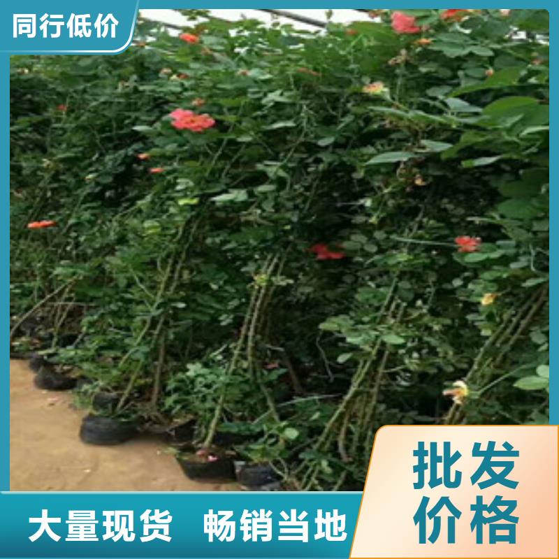 【花海景观】-水生植物/荷花睡莲严格把控质量