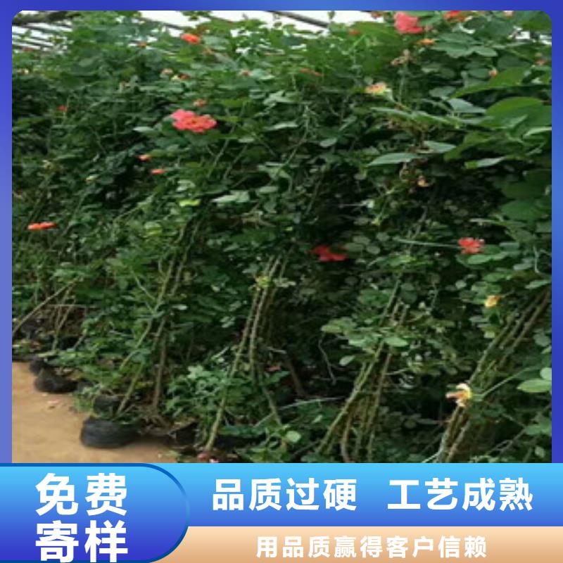 花海景观【五一国庆草花批发】真材实料