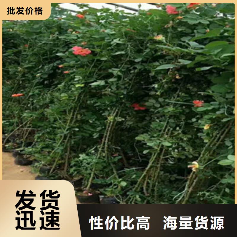 花海景观耐寒耐旱草花基地推荐厂家