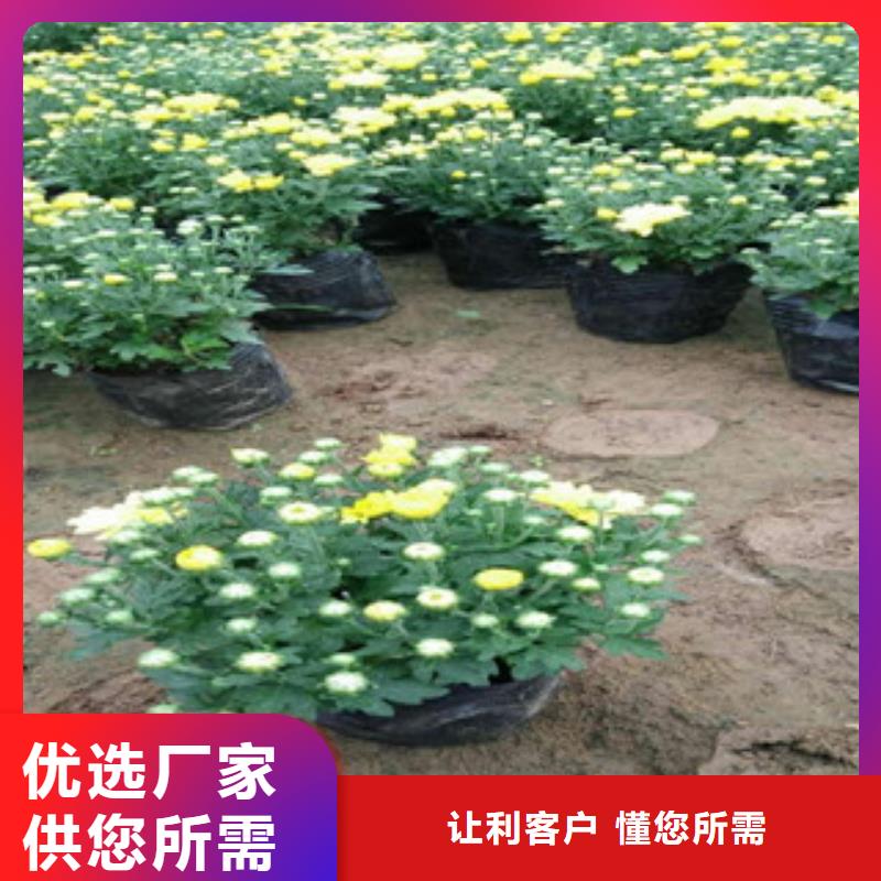 花海景观【五一国庆草花批发】真材实料