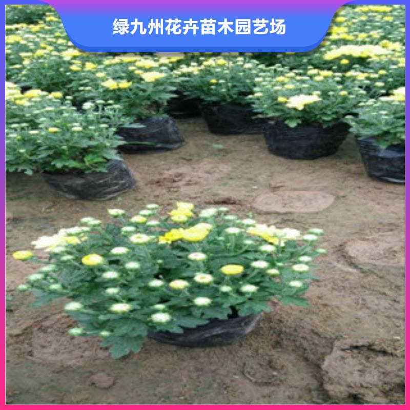 花海景观柳叶马鞭草/薰衣草厂家新品