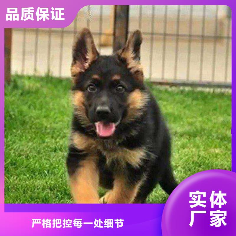 德国牧羊犬【杜宾犬】一手货源