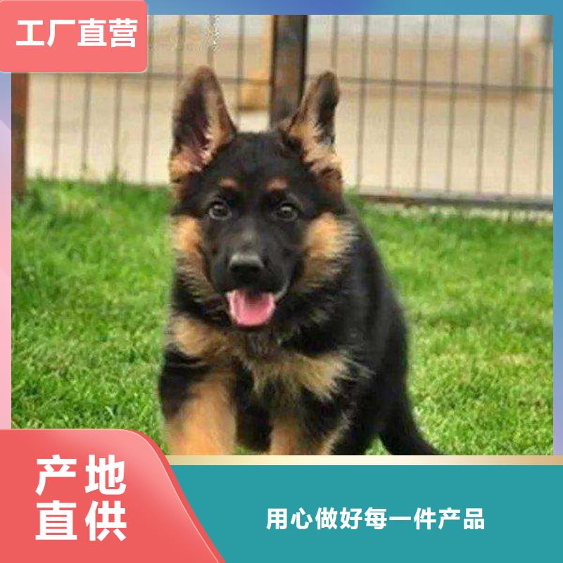 德国牧羊犬,卡斯罗犬款式多样