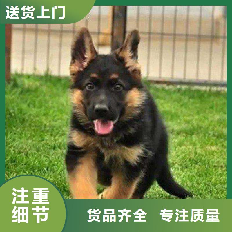 德国牧羊犬罗威纳犬量大从优