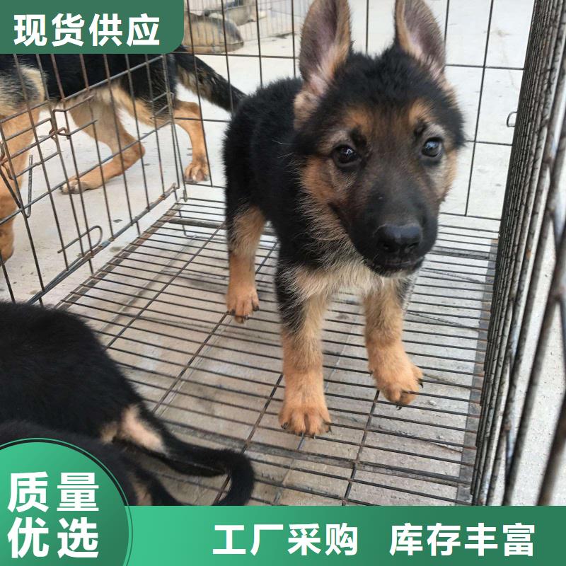 德国牧羊犬罗威纳犬定金锁价