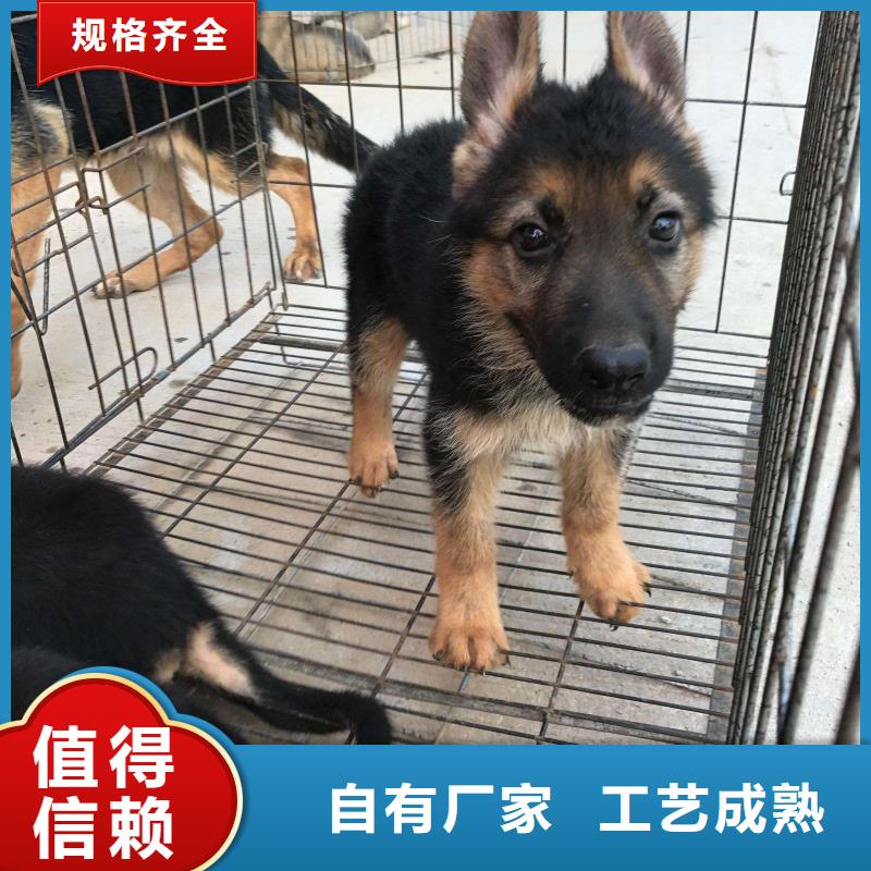 德国牧羊犬,德牧犬订购