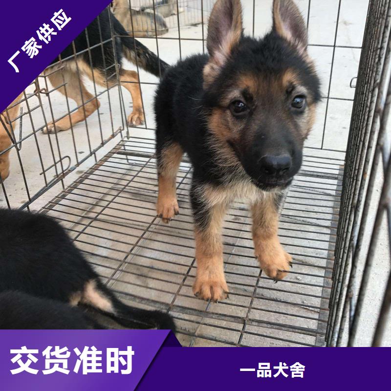 德国牧羊犬德牧犬精致工艺