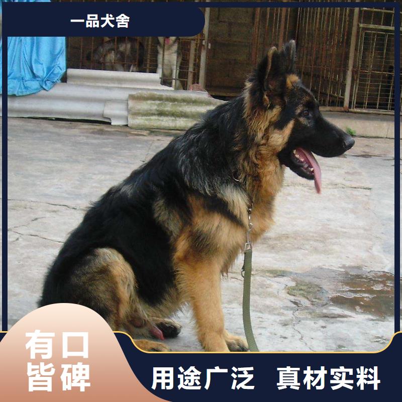 德国牧羊犬_卡斯罗犬欢迎来厂考察