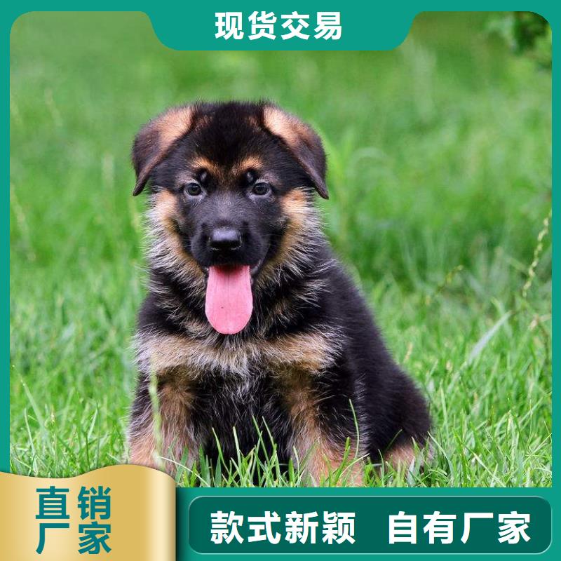 德国牧羊犬高加索犬定制不额外收费