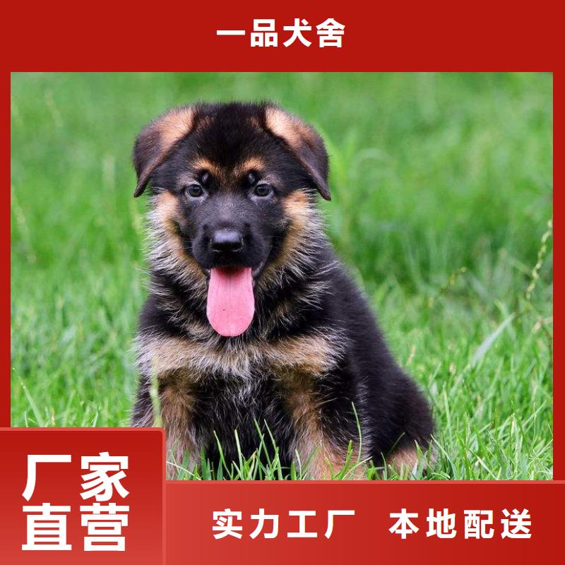 德国牧羊犬比特犬24小时下单发货